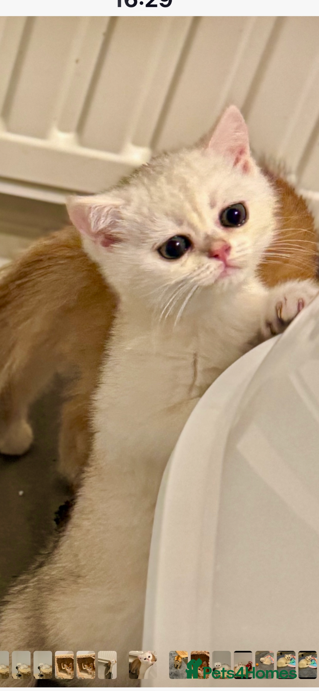 Scottish Fold cats for sale: Scottish pedigree kittens fold and straight - Advert 5