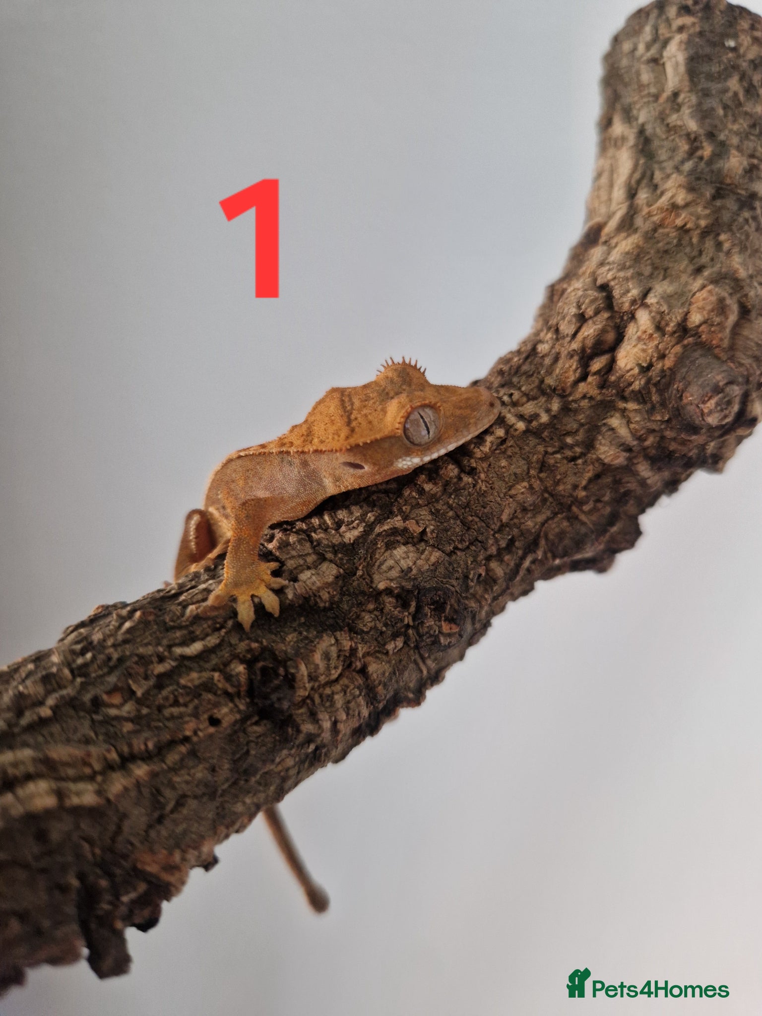 Gecko reptiles for sale: Juvenile crested geckos - Advert 3