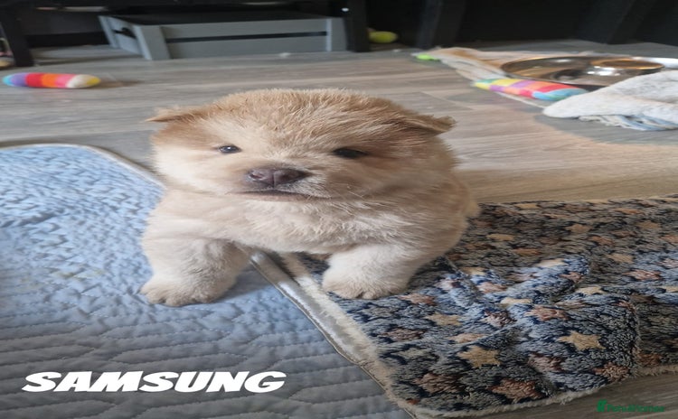 Chow Chow dogs - Advert 1