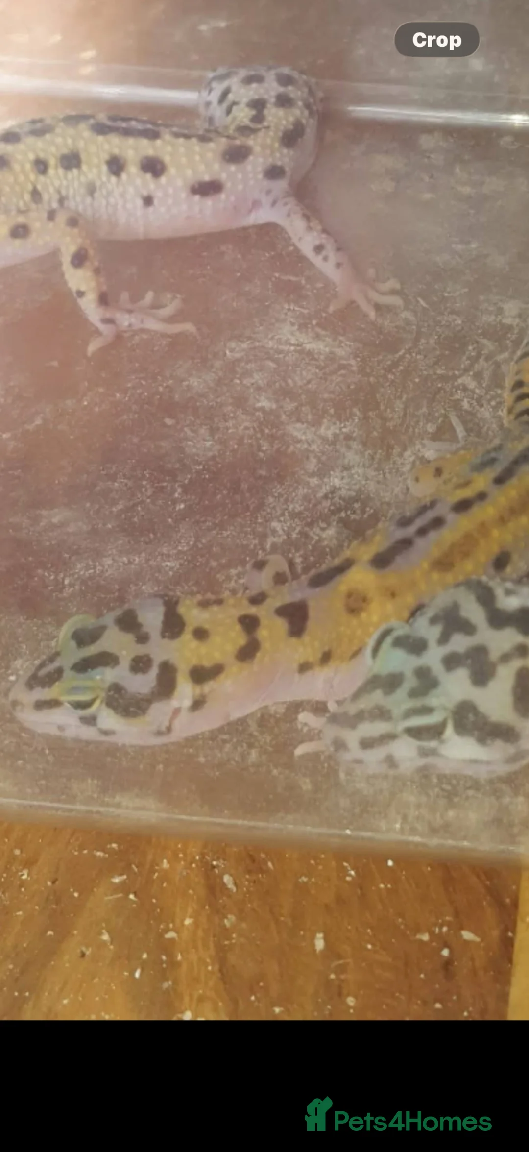 Gecko reptiles for sale: Leopard geckos for sale  - Advert 2