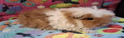 Guinea Pig rodents for sale: Baby Boars In Different Breeds  - Advert 4