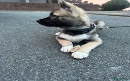 Mixed Breed dogs for sale: Siberian Husky  - Image 2