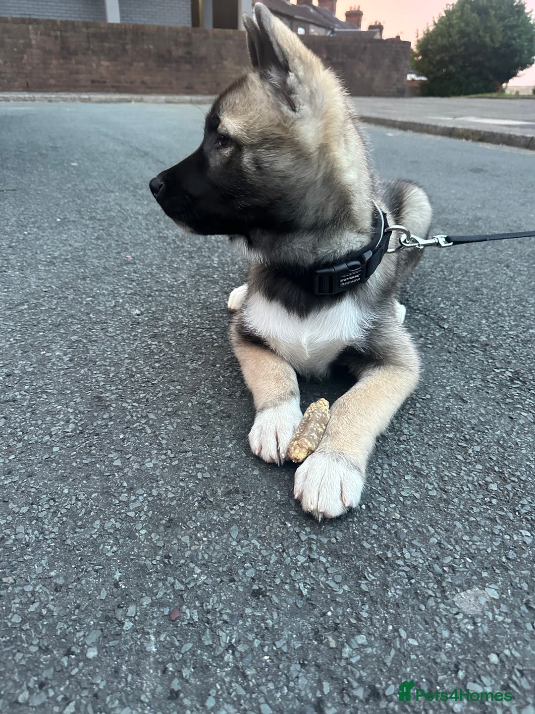 Mixed Breed dogs for sale: Siberian Husky  - Image 2