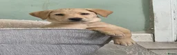 Labrador Retriever dogs for sale: Yellow Labrador puppy - Advert 4