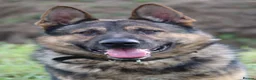 German Shepherd dogs for sale: Big bone gsd male  - Advert 5
