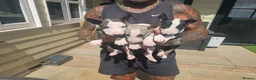 English Bull Terrier dogs for sale: English bullterrier pups for sale - Advert 16