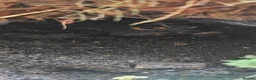 Skink reptiles for sale: Male and female pair of red eyed crocodile skinks - Advert 3