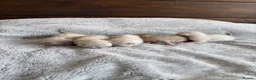 Bengal cats for sale: Albino & Snow Lynx Bengal Kittens, TICA Regs - Advert 20