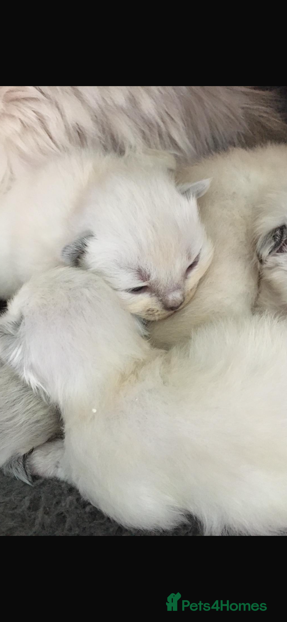 Ragdoll cats 🌼GCCF waiting list now open for spring babies 🌼 - Advert 6