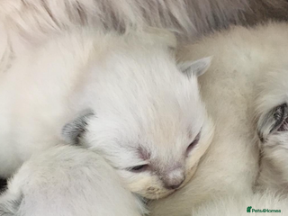Ragdoll cats 🌼GCCF waiting list now open for spring babies 🌼 - Advert 6