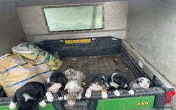 Border Collie dogs for sale: 4 x Female / 3 x Male Blue Merle & B/W Collies - Image 1