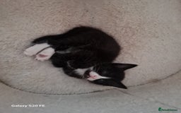 Mixed Breed cats for sale: Male kitten - Image 5