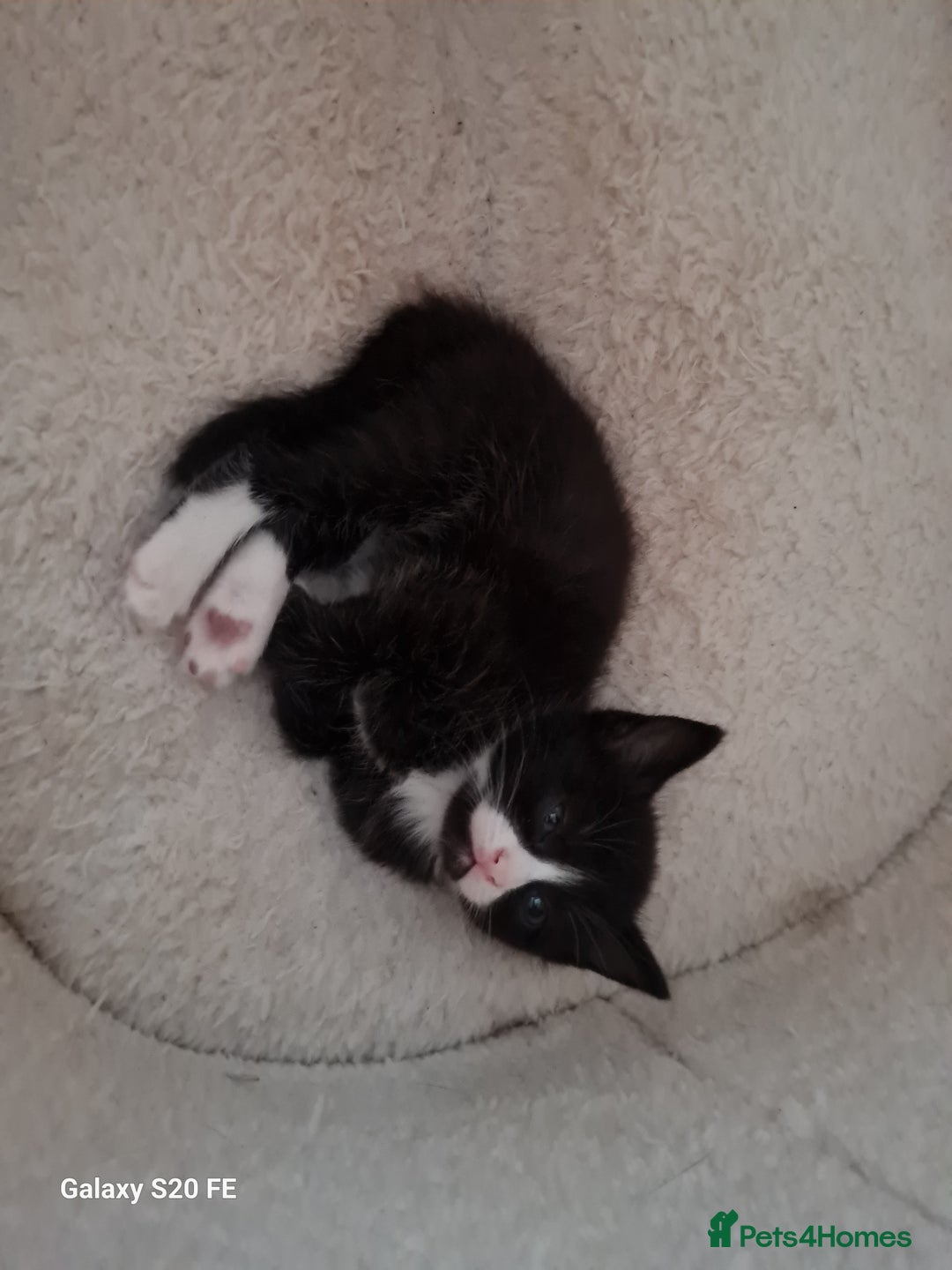 Mixed Breed cats for sale: Male kitten - Image 5
