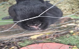 Continental Giant rabbits for sale: Black Continental Giant - Advert 1