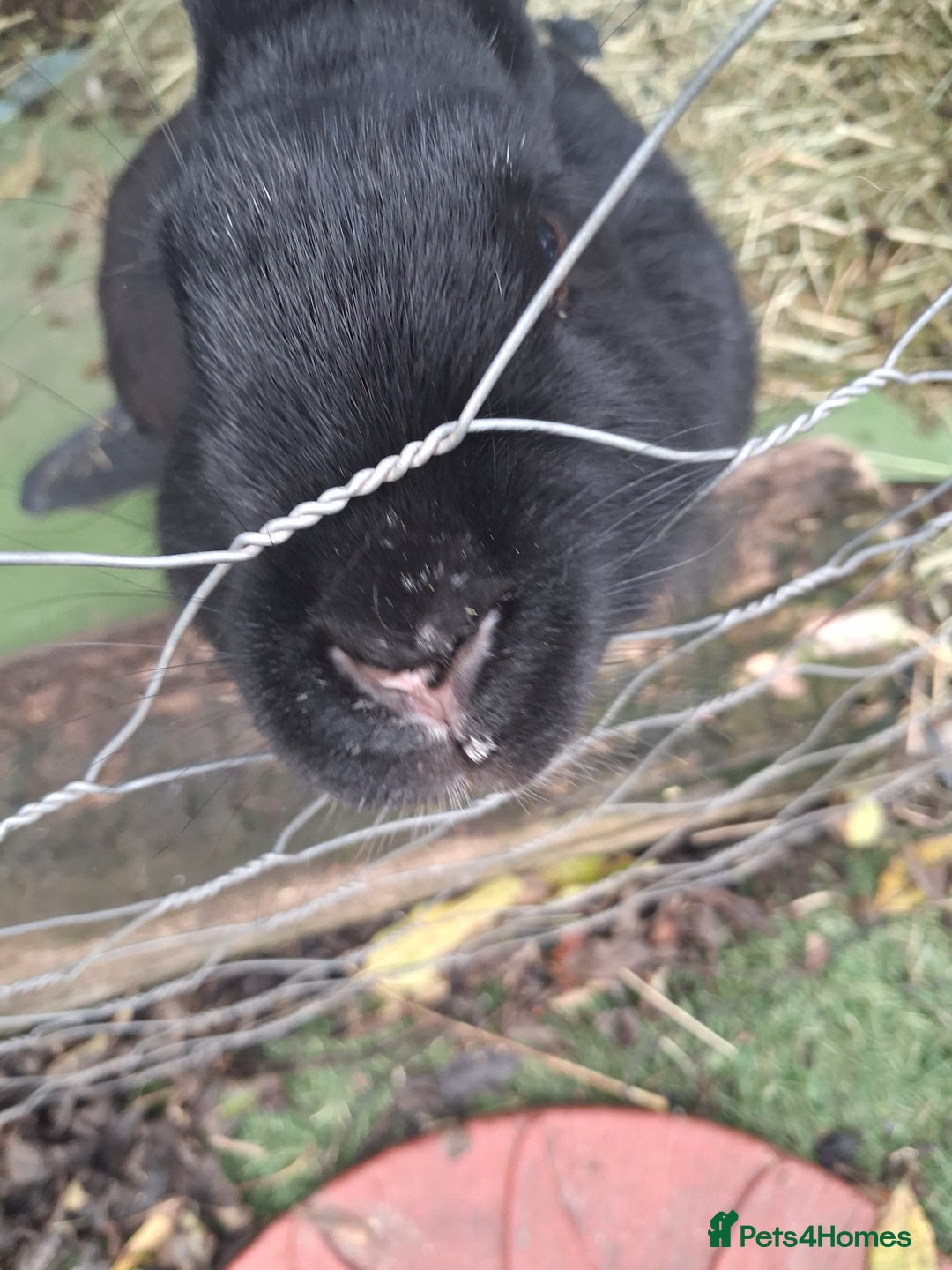 Continental Giant rabbits for sale: Black Continental Giant - Advert 1