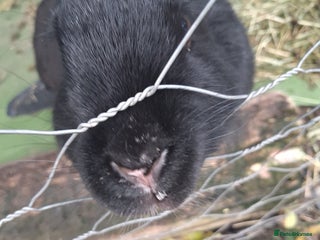 Continental Giant rabbits Black Continental Giant - Advert 10