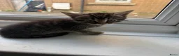 British Longhair cats for sale: Beautiful longhair kittens for SALE! - Advert 28
