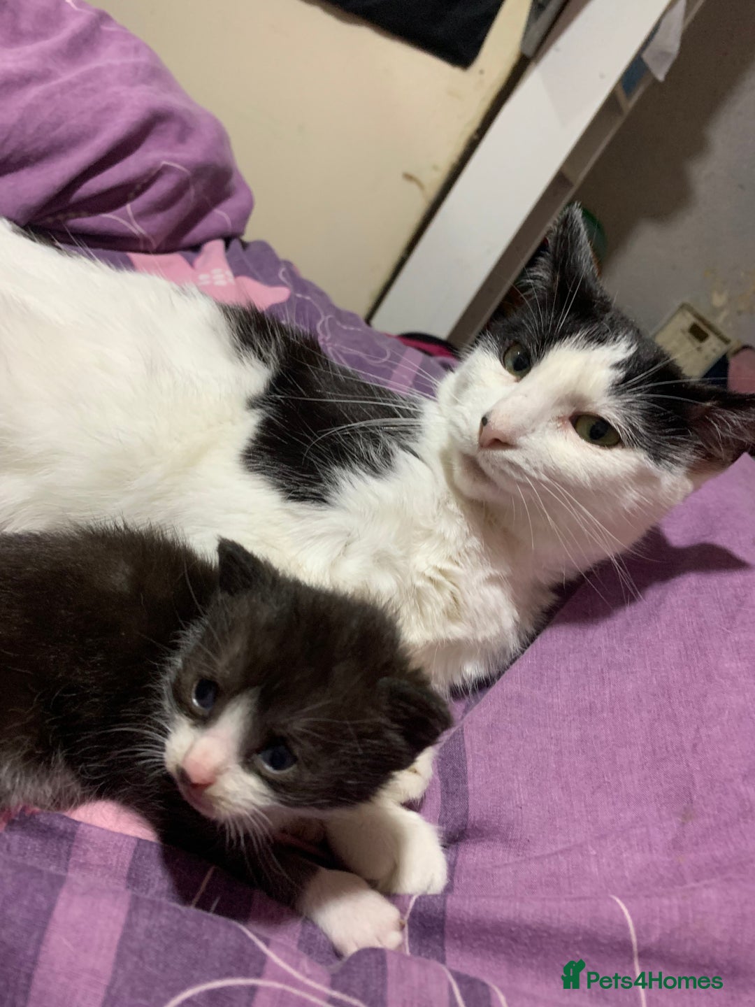 British Shorthair cats for sale: Panda and beautiful boy - Image 4