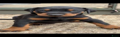 Dobermann 9