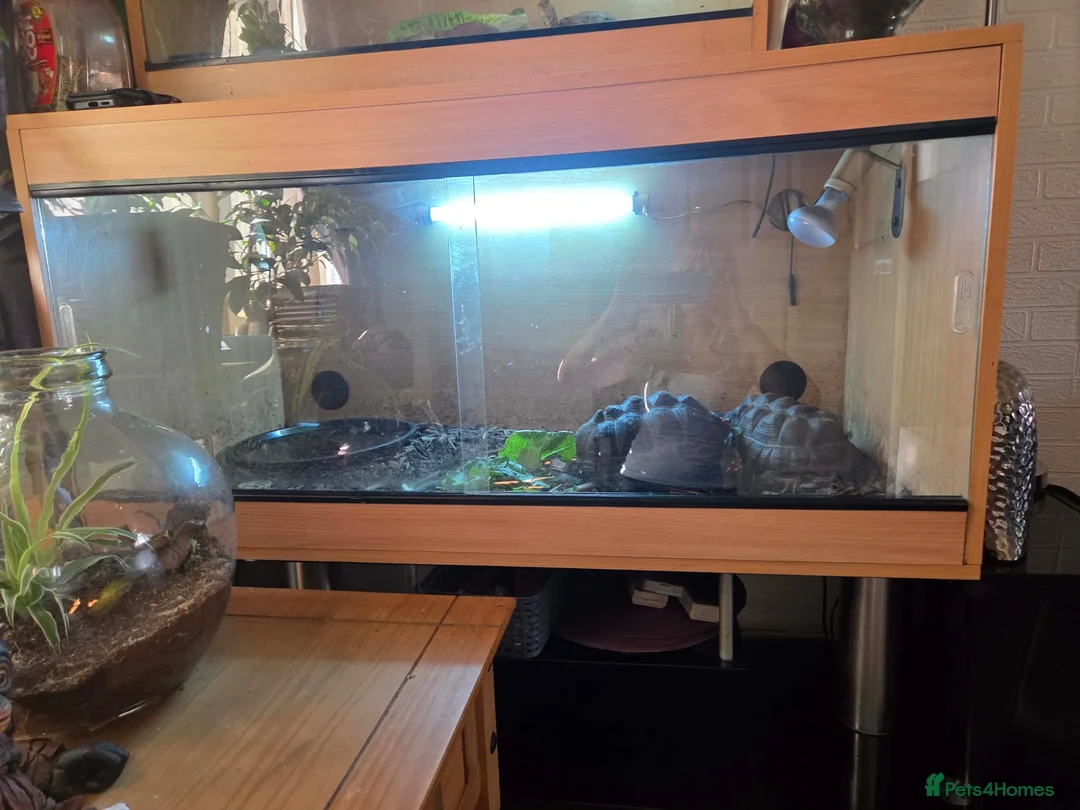 Tortoise reptiles for sale: 2x Red Footed Tortoise 10 Years Old in Chesterfield - Advert 2