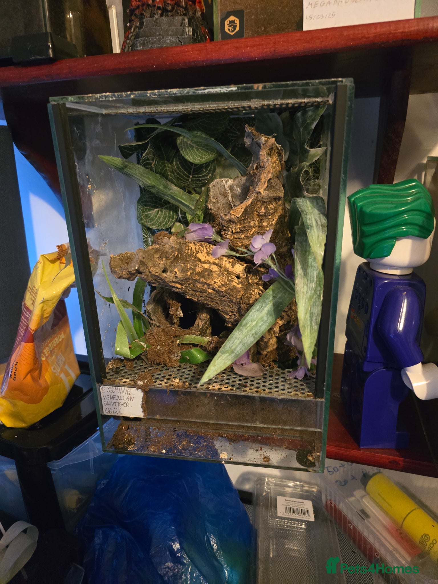 Mixed Breed reptiles for sale: Reptiles, Tarantulas & Enclosures for Sale in Bradford - Advert 26