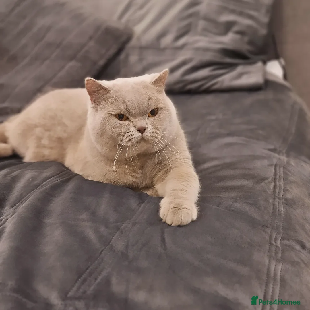 British Shorthair cats for stud: 🌟Exclusive Import ⭐World-Class Type🌟 - Advert 13
