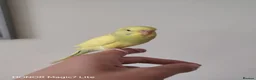 Budgerigars birds for sale: Beautiful Baby Budgies  - Advert 5