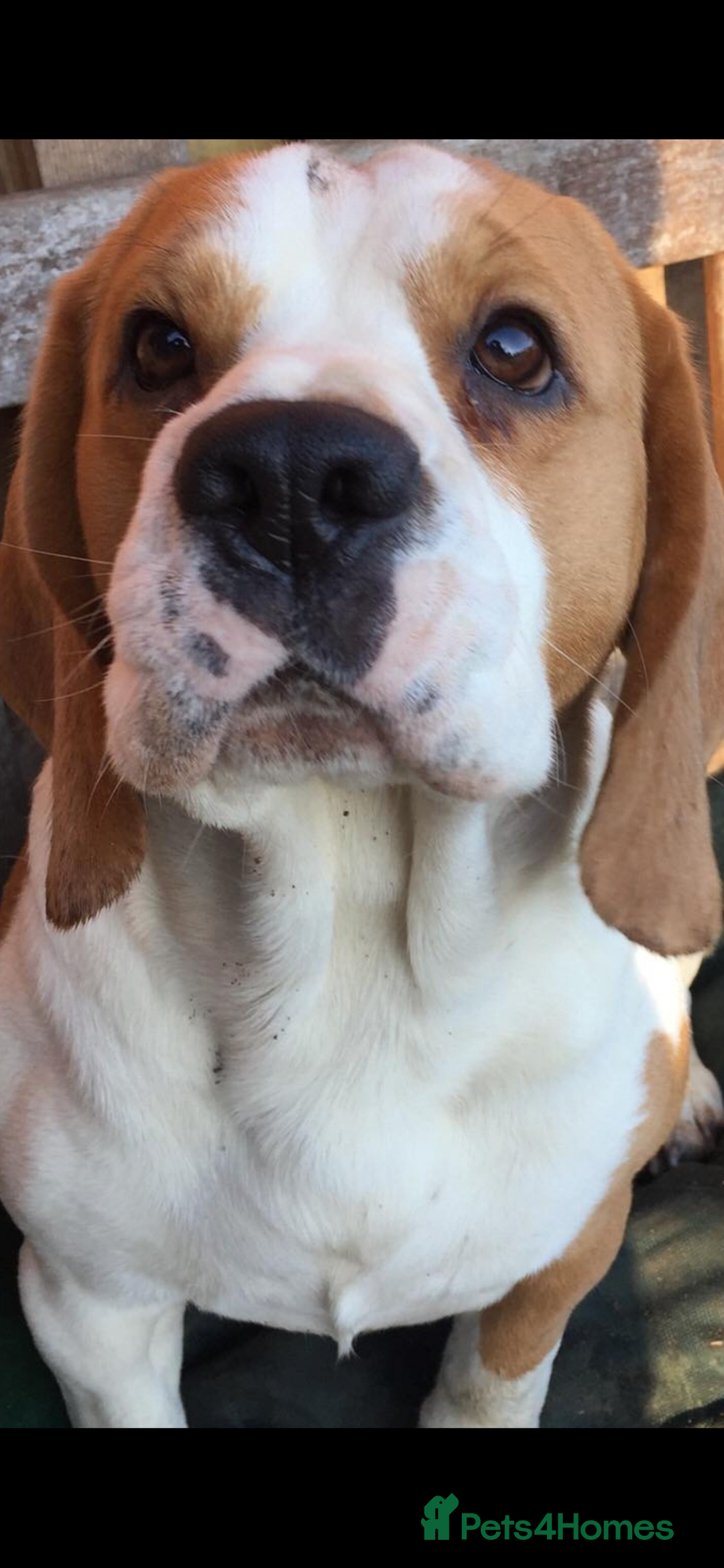 Beagle dogs for sale: 1 stunning chunky tri boy  - Advert 8