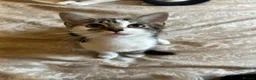 Domestic Shorthair cats for sale: Beautiful kittens 💖 - Advert 18