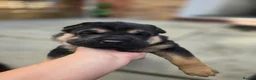 Mixed Breed dogs for sale: Shepard Peis - Advert 25