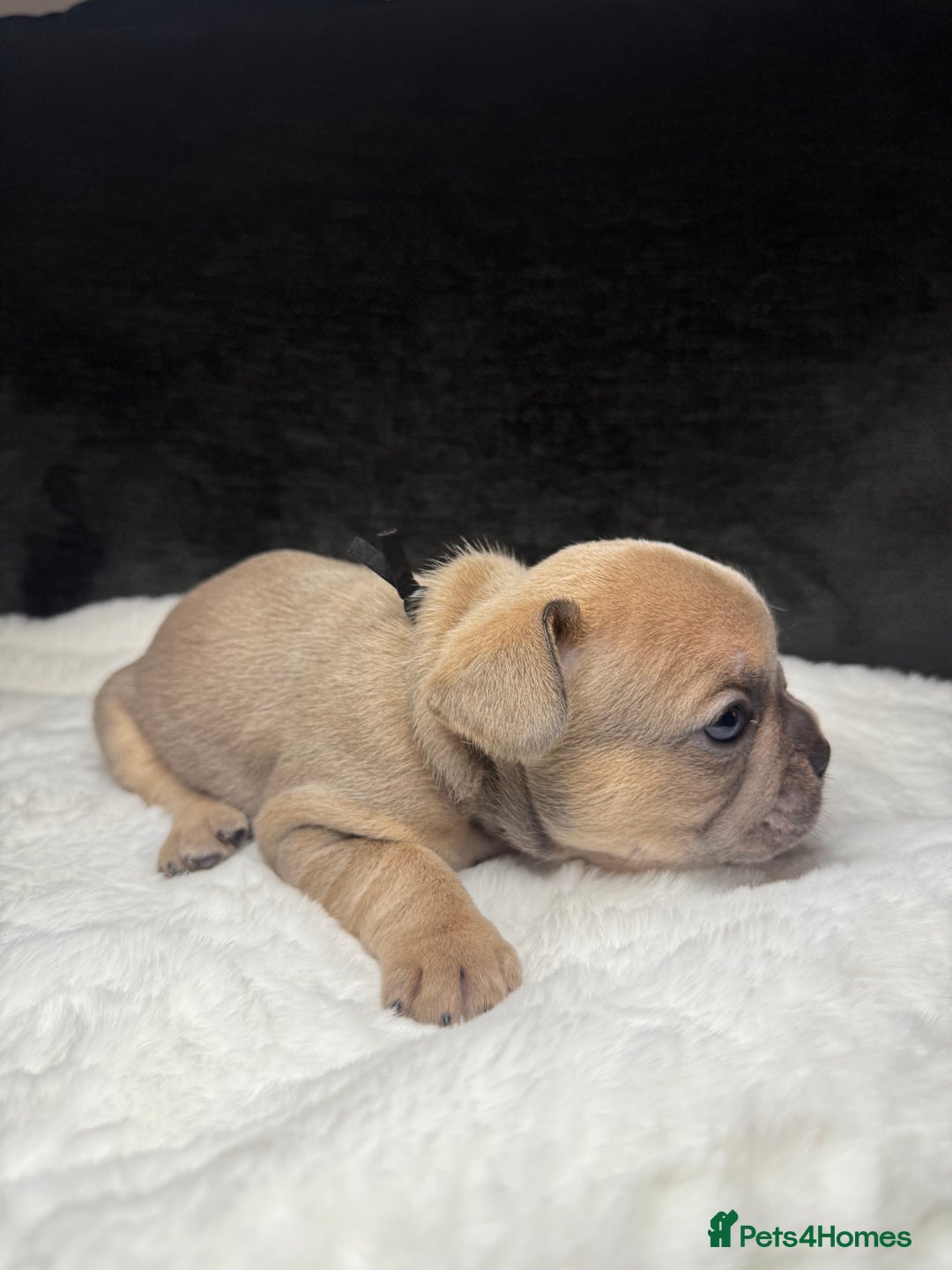 French Bulldog dogs for sale: French Bulldog puppies - Advert 9