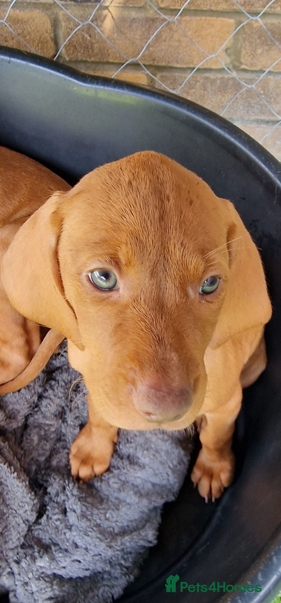 Hungarian Vizsla dogs Hungarian Vizsla Puppies KC Registered - Advert 2