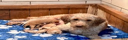 Labradoodle dogs for sale: Miniature Labradoodles from experienced breeder  - Advert 2