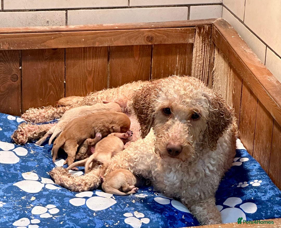 Labradoodle dogs for sale: Miniature Labradoodles from experienced breeder  - Advert 2