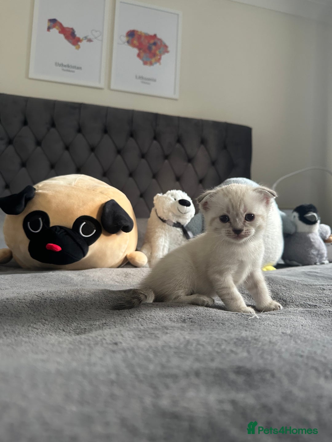 Scottish Fold cats for sale: Adorable playful scottish fold kittens  - Image 21