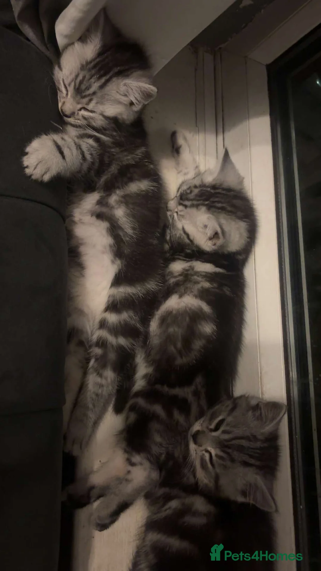 Mixed Breed cats for sale: 4 gorgeous siberain mix kittens - Advert 6