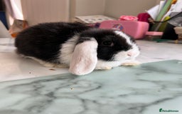 Mini Lop rabbits for sale: Beautiful mini lop rabbits - Image 13