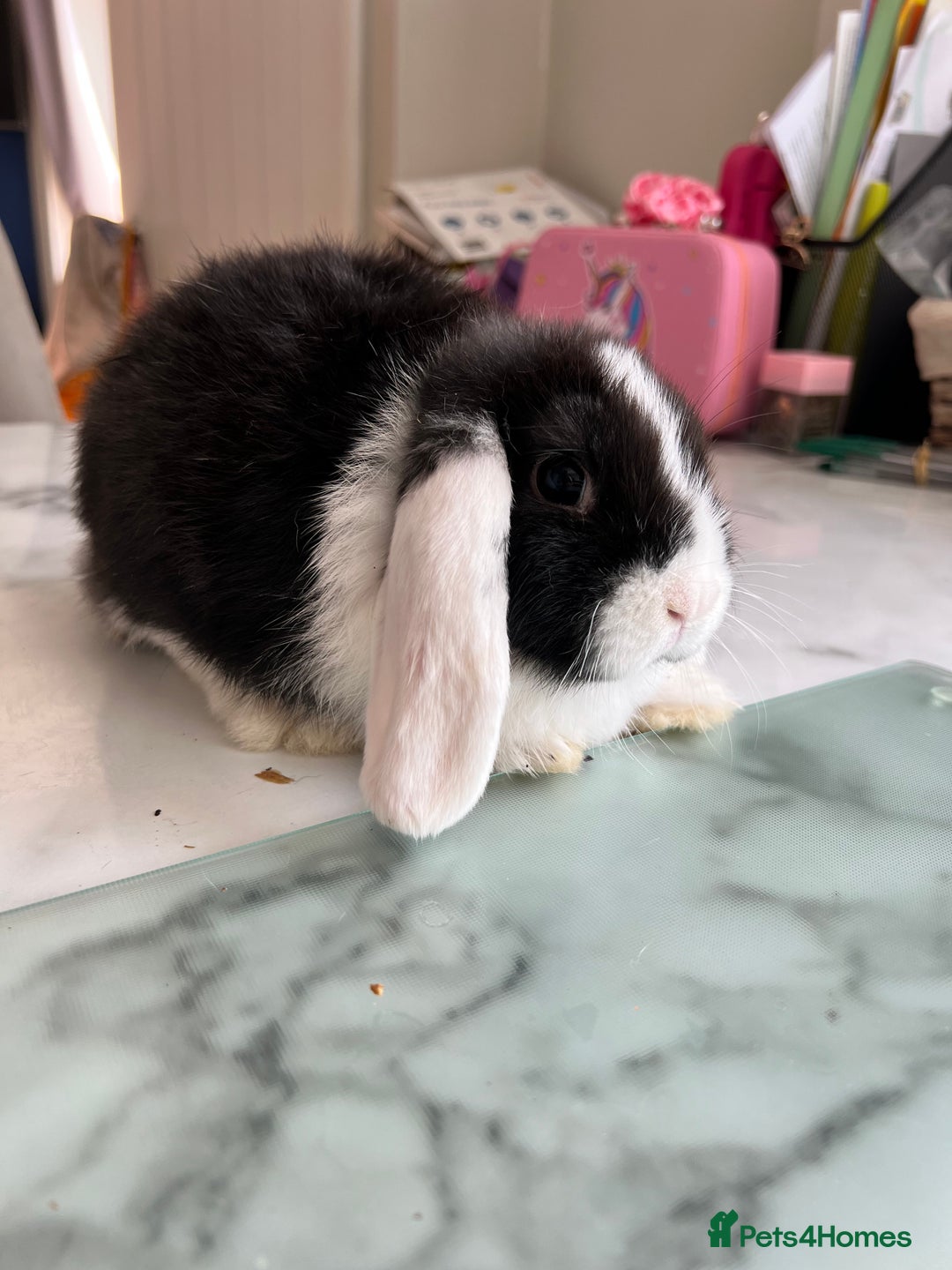 Mini Lop rabbits for sale: Beautiful mini lop rabbits - Image 13