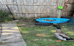 Ducks poultry for sale: 2 drakes for rehoming  - Image 3