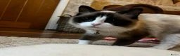 Ragdoll cats for sale: Ragdoll male  - Advert 5