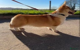 Welsh Corgi Pembroke dogs for sale: Two striking Pembrokeshire Corgis  - Image 2