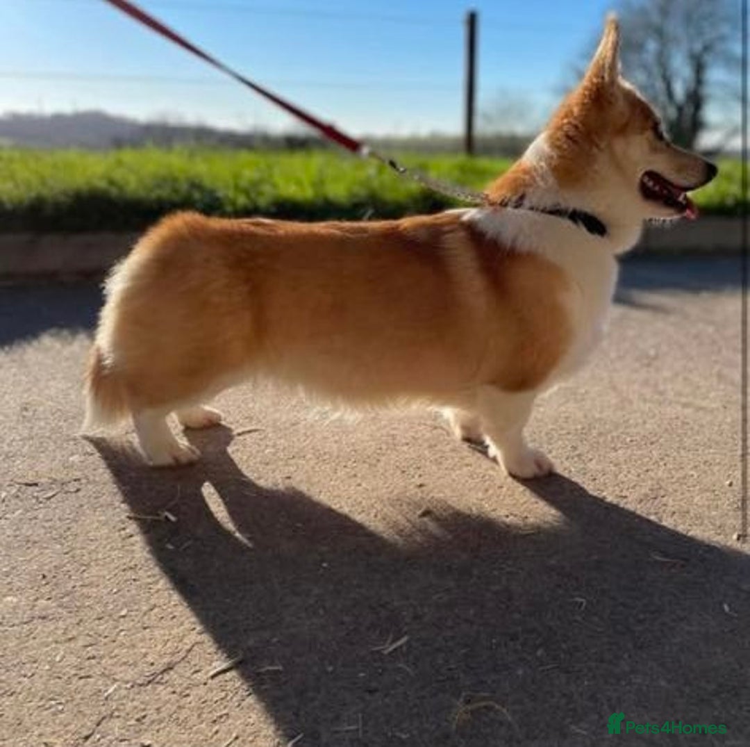 Welsh Corgi Pembroke dogs for sale: Two striking Pembrokeshire Corgis  - Image 2