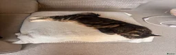 Mixed Breed cats for sale: Kitten for sale  - Advert 5