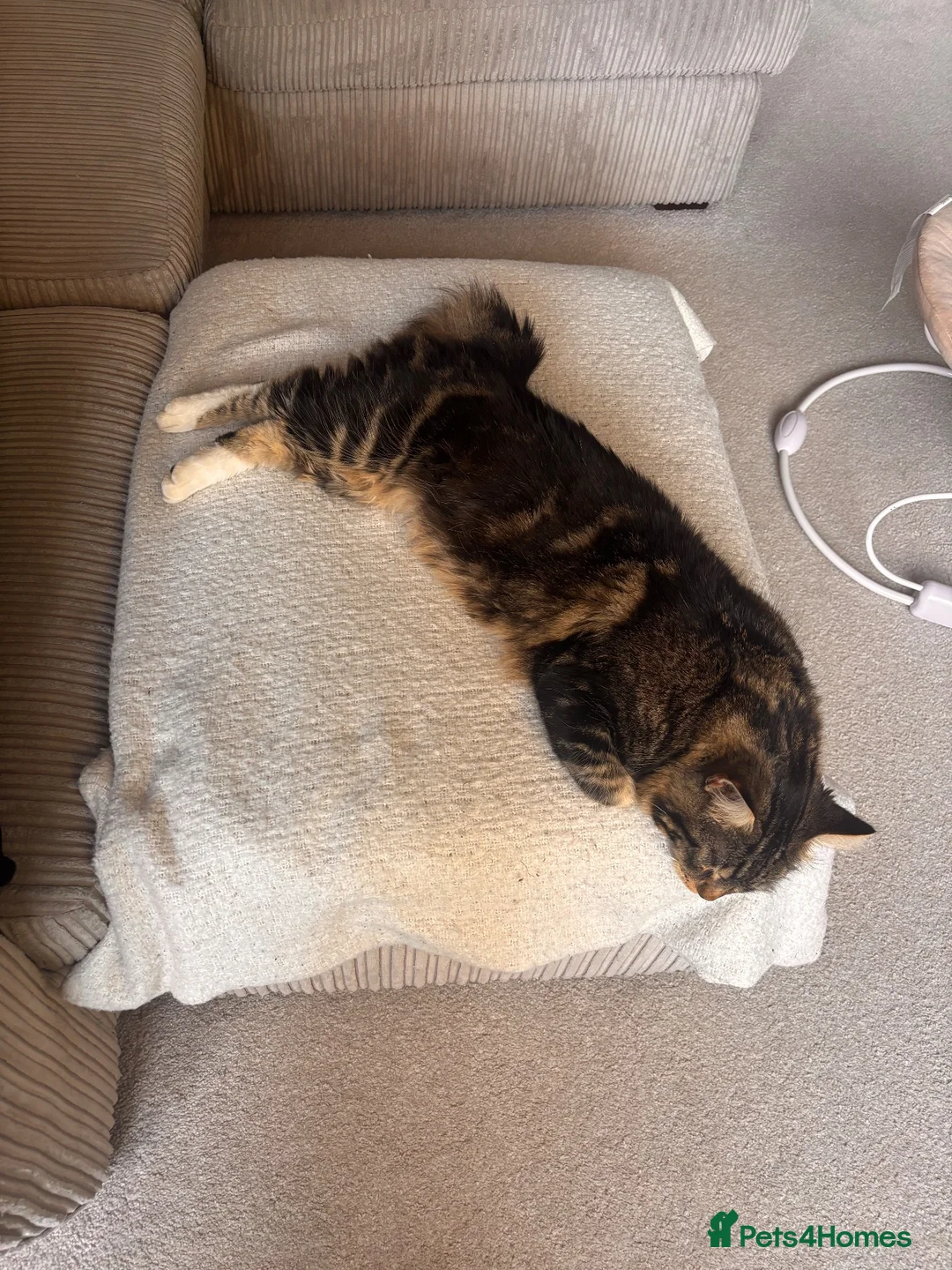 Mixed Breed cats for sale: Kitten for sale  - Advert 5