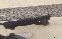 Cockerdor dogs for sale: Cockerdoor  - Image 5