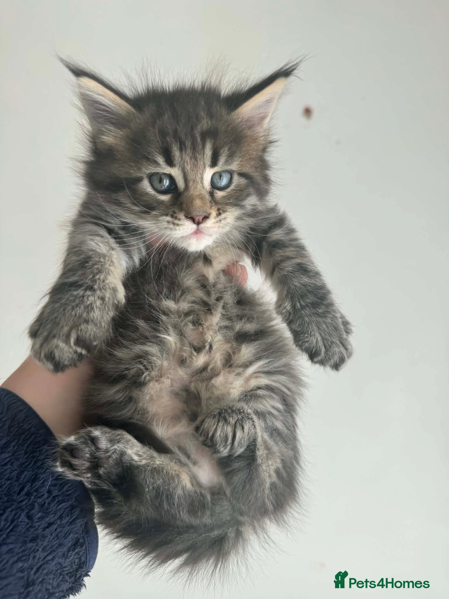 Maine Coon cats Maine Coon purebred kittens available  - Advert 3