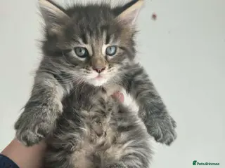 Maine Coon cats Maine Coon purebred kittens available - Advert 5