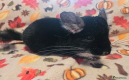 Chinchilla rodents for sale: Captain Jack Sparrow  - Image 16