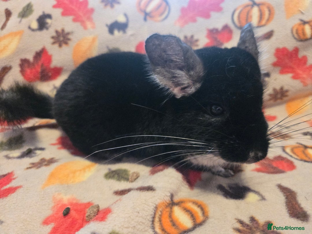 Chinchilla rodents for sale: Captain Jack Sparrow  - Image 16