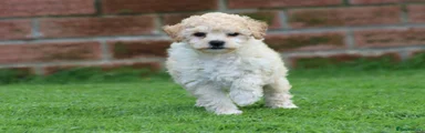 Poochon 2